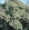 Groundsel Bush